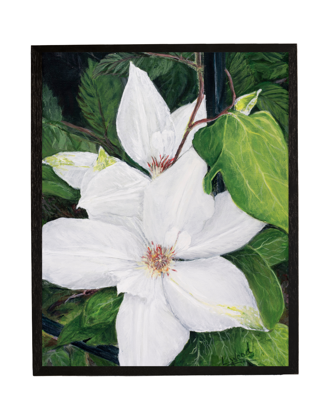 Clematis Bloom is a fine art reproduction replica of an original painting by Laura Faye Wood Cavaliere, featuring delicate clematis blossoms in a graceful botanical composition. Presented in a classic black frame, the artwork brings the quiet beauty of a blooming garden indoors with natural color, organic detail, and timeless charm.