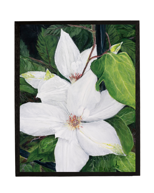 Clematis Bloom is a fine art reproduction replica of an original painting by Laura Faye Wood Cavaliere, featuring delicate clematis blossoms in a graceful botanical composition. Presented in a classic black frame, the artwork brings the quiet beauty of a blooming garden indoors with natural color, organic detail, and timeless charm.