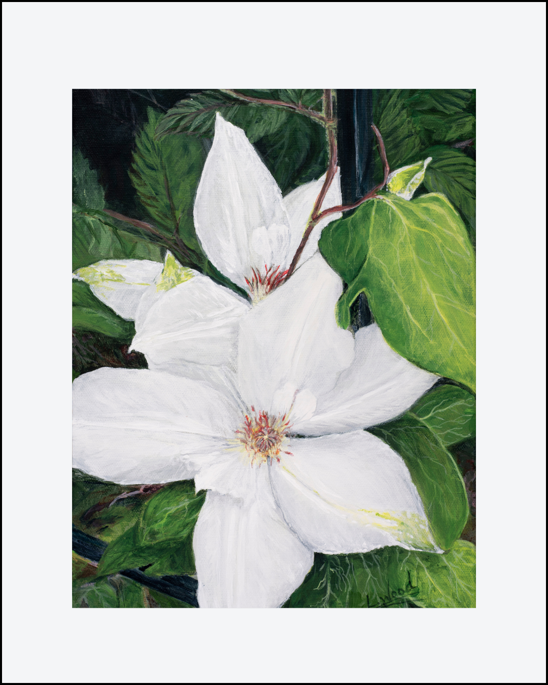 Clematis Bloom is a paper print replica of an original painting by Laura Faye Wood Cavaliere, showcasing delicate clematis flowers in a softly elegant botanical composition. Finished with a mat, this fine art reproduction captures the gentle beauty of the garden in a light, timeless presentation.
